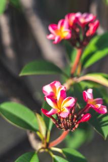 Le havre de Tortuga - 9