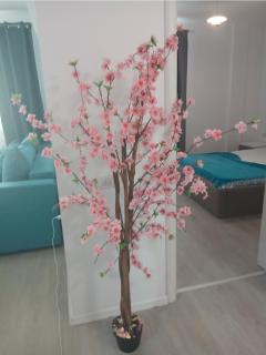 MARYSELA APARTAMENT MAMAIA NORD - 8