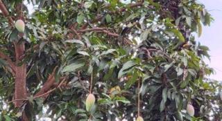 KS Quảng Trường Mỹ Tho - 3