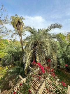 Bougainvilliers et moucharabieh dans les Jardins de la Palmeraie - 0