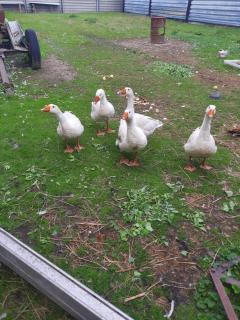 Ferien-Landleben - 3