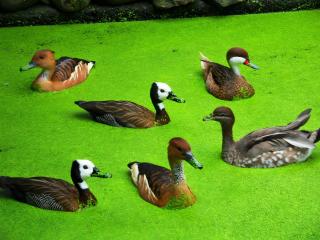 Ferienhaus von Bargen - Cuxhaven - 8