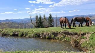 Cabana Virful Muntelui - Cîmpeni - 5