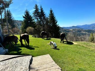 Cabana Virful Muntelui - Cîmpeni - 4