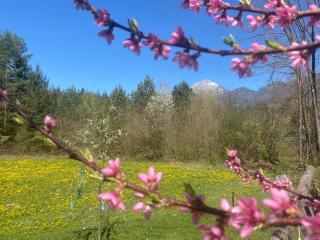 River & Forest Escape, Private Garden Room near Ljubljana - 4