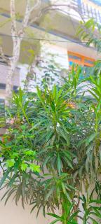 ayodhya homestay - Faizābād - 2