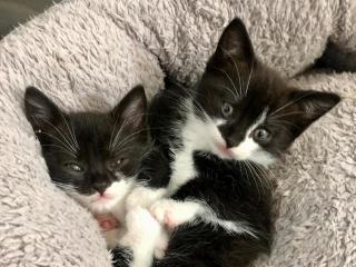 Silverkatts katthus - 6