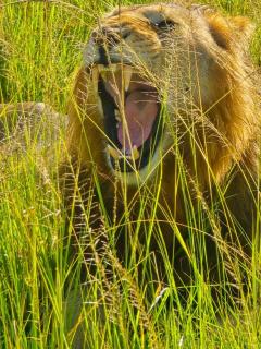 Mara Sidain lodge - Sekenani - 3