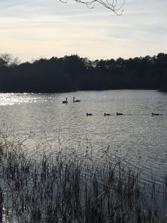 Hamptons Retreat in Quogue with Pool & Tennis - 90min from NYC - 6