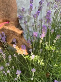 Villa Conte Private Urban Hideaway - 1