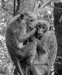 The Forest villa - 5