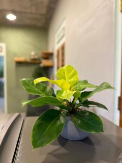 Azari Beach Luxury tropical Villa - 5