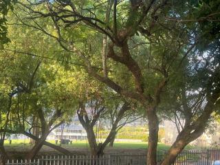 Eucalyptus Studio BB - 5