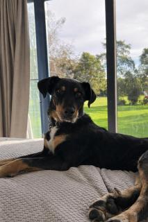 Catley Lodge B&B Farmstay - 9