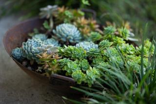 le paradis d'Elise - 2