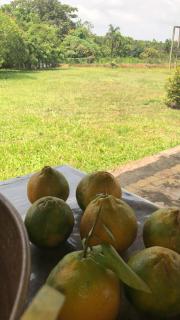 Fazenda na Amazônia diversidade botânica perto da praia - 6