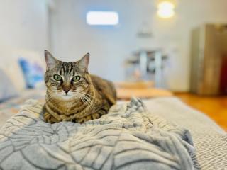 Alicante Garden & BBQ - Estudio con Jardín, Parking Privado y Relax Total - 9