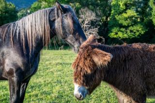 Les Beaux Chenes - 6