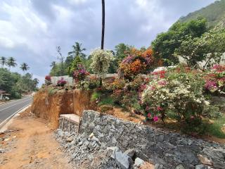 Moon moon Garden - 8