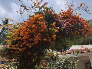 Moon moon Garden - 9