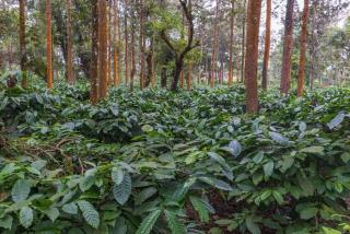 Coorg Misty Mountains Stay - 0