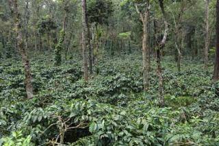 Coorg Misty Mountains Stay - 9