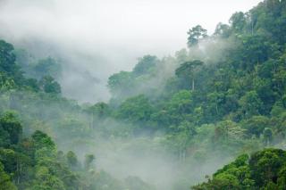 Coorg Misty Mountains Stay - 6