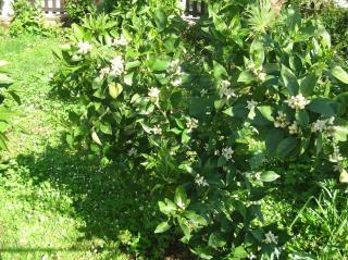Vacation Home Lucija - Slatina - 9