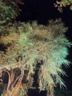 The Bahaar hospitality - 2