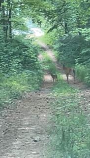 Cozy Woodland Bunkie Outdoor Shower WiFi - 8