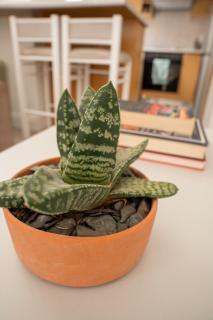 Malloom Cottage - Cape Town - 4