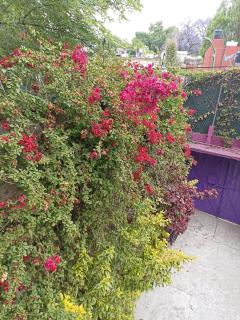 Suite Floresta, excelente remanso de tranquilidad en las proximidades del Estadio Azteca - 1