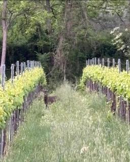 Alloggio La Perla, quiete ed eleganza con vista - 6