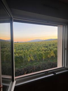 Panorama des Vignes -Alsace Expérience - 2