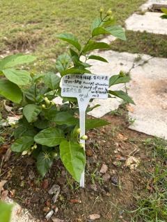 茉莉疗愈民宿 Jasmine Healing Homestay Mentakab - Mentekab - 1