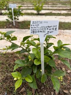 茉莉疗愈民宿 Jasmine Healing Homestay Mentakab - Mentekab - 3