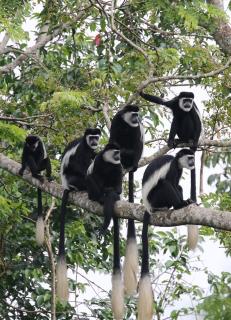 Kluges Guest Farm - 2