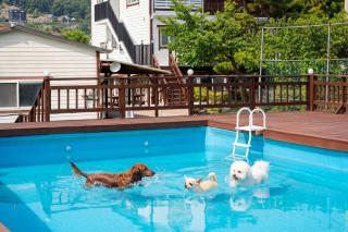 Ganghwa Aboha Pet-Friendly Pension - 4