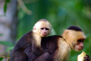 Chosa Manglar Suites & Cabins - 2