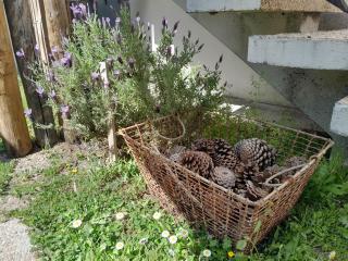 Pomme de Pin - 9