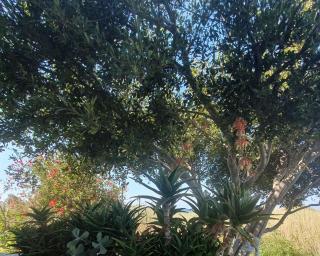 Babis & Popi Rooms and Studios - 2