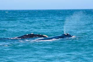 Whales Rest - 1