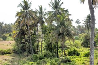 asar Upper House Morjim Beach by Orion Hotels - 1