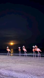 Flamingo Hải Tiến - Deluxe room, có 2 phòng view thẳng biển - 4