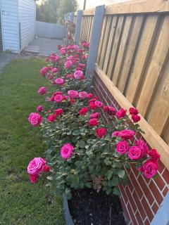 Home Away from Home In Christchurch - 1