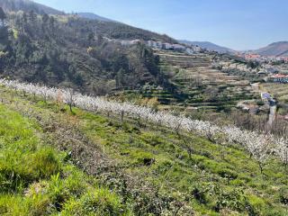 Miraculous Jungle Guest House - 2