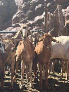 Las Cuevas - Casa de adobe en Huachichocana - 8