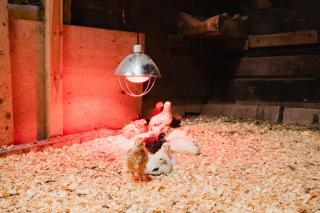 Rustic Barn Retreat - 4