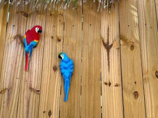 Jan Thiel Resort - 1 bedroom apartment with swimming pool S - 8