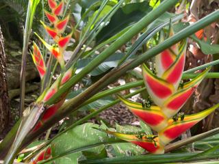 CJ's Creole Hideaway - 8